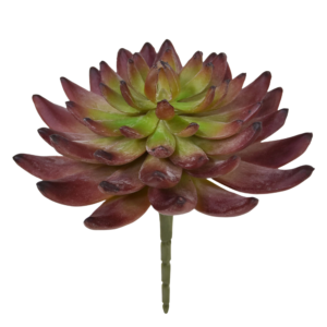 Echeveria Kunstcactus Burgundy 15cm