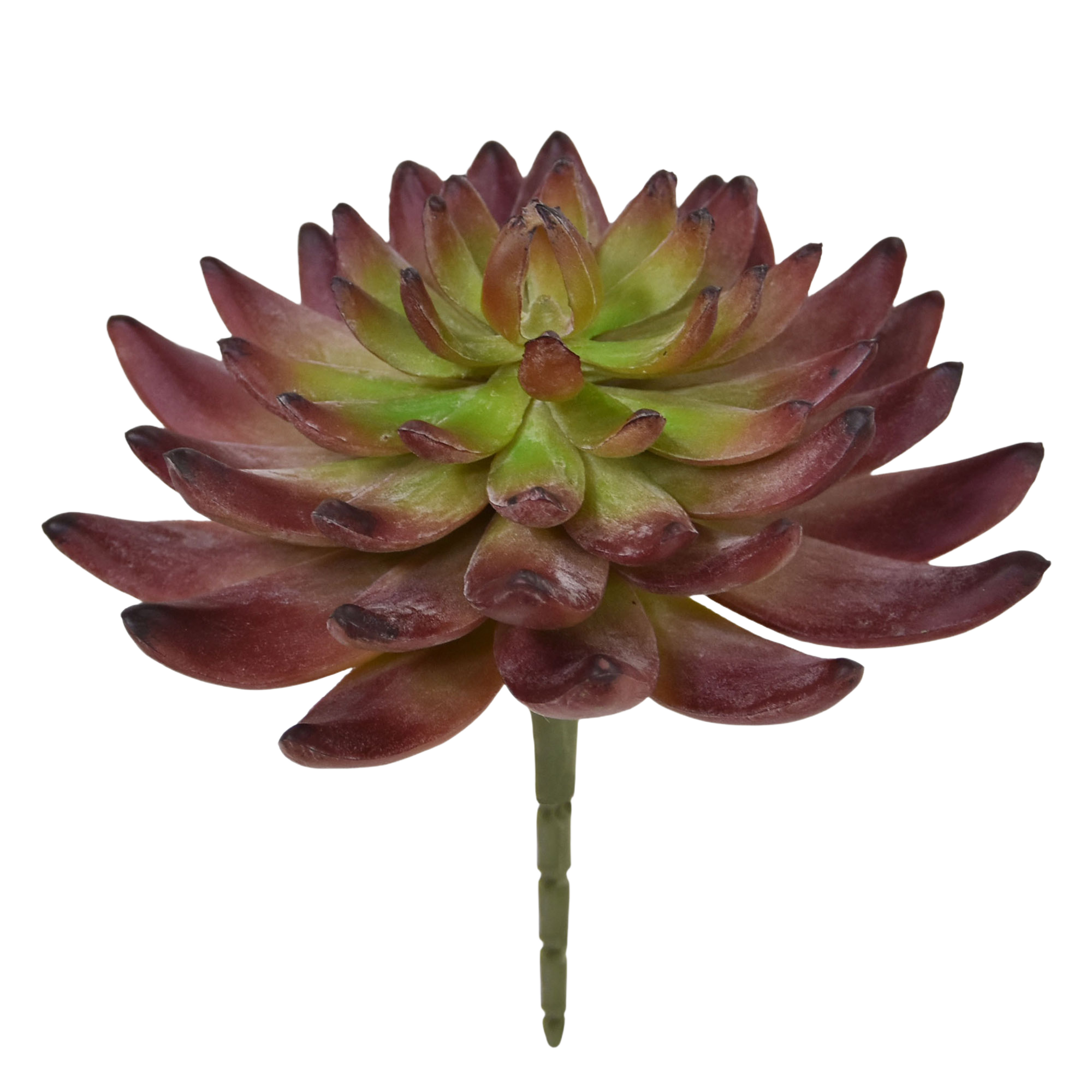 Echeveria Kunstcactus Burgundy 15cm 1 Echeveria Kunstcactus Burgundy 15cm