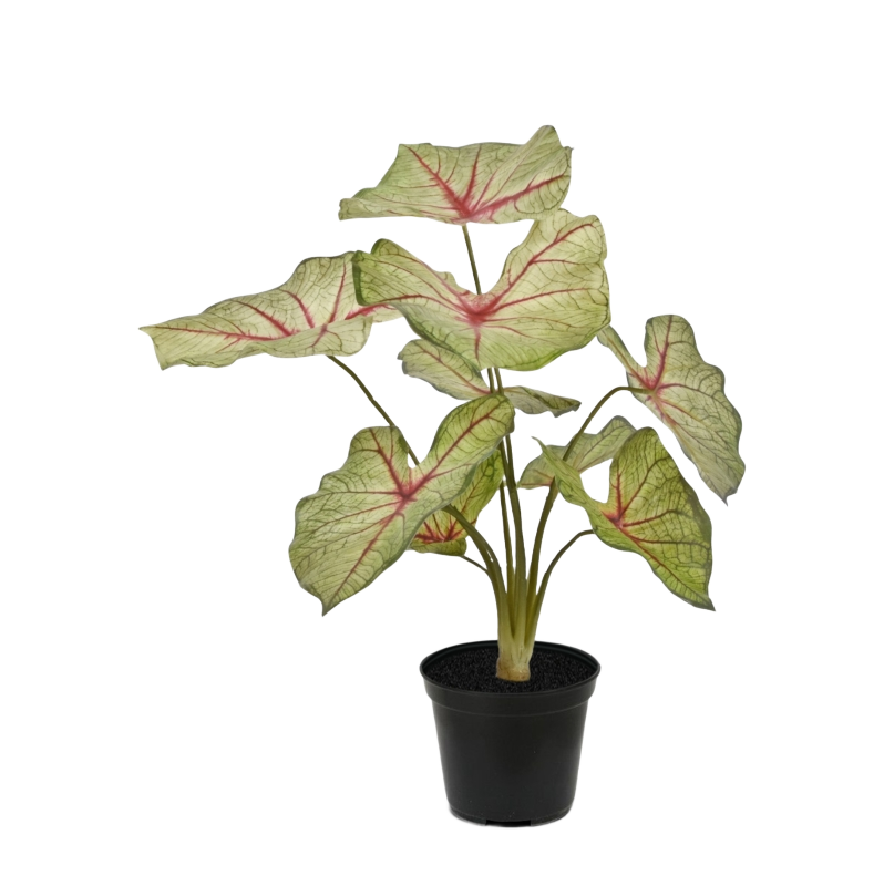 Caladium white queen kunstplant 45cm 1 Caladium white queen kunstplant 45cm