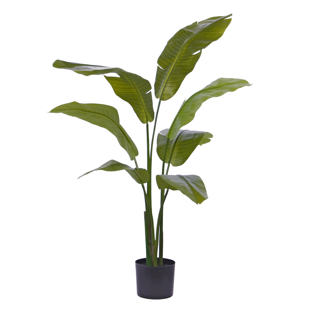 Traveller Palm promo 120cm 1 Traveller Palm promo 120cm