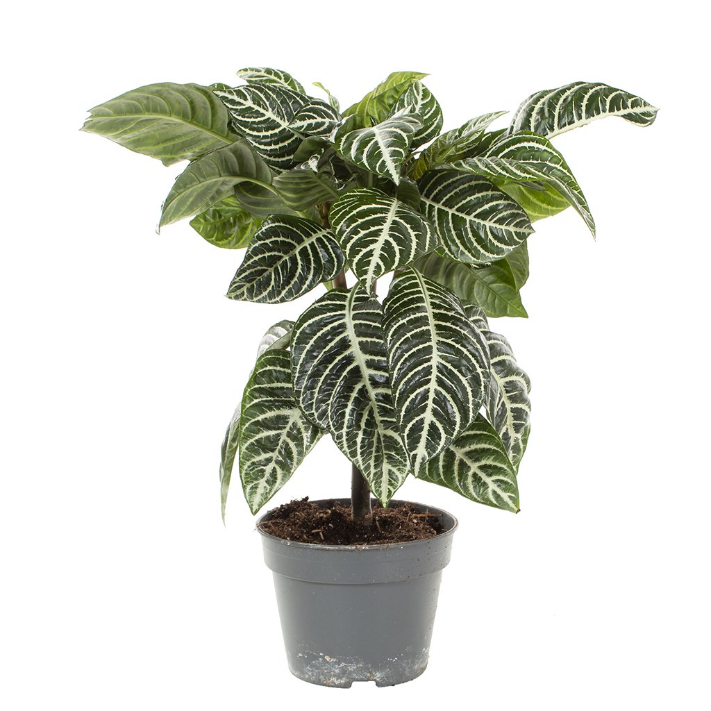 Aphelandra Squarrosa - P13 1 Aphelandra Squarrosa - P13