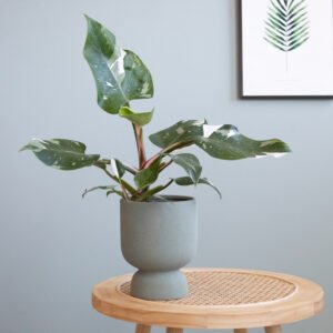 Philodendron White Princess - P12