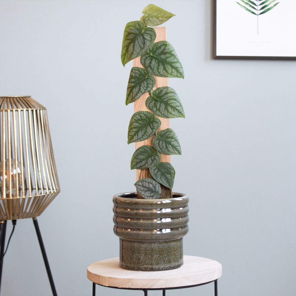 Monstera Dubia - P14 1 Monstera Dubia - P14