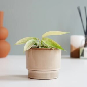 Philodendron Florida Ghost (mini) - P6