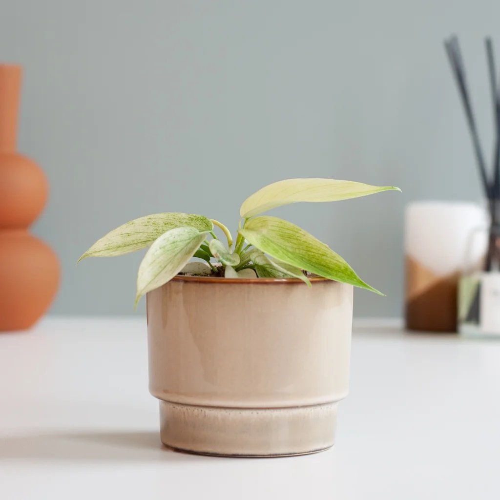 Philodendron Florida Ghost (mini) - P6 1 Philodendron Florida Ghost (mini) - P6