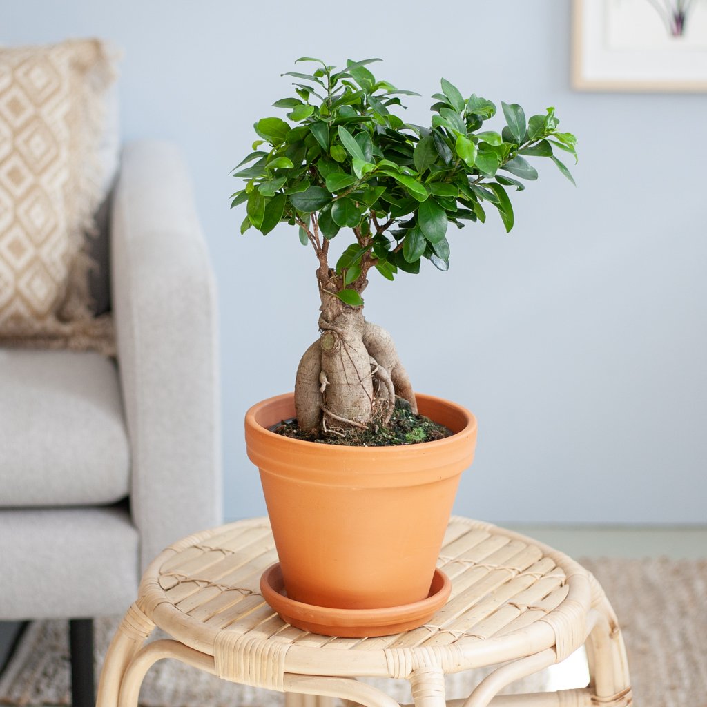 Ficus Ginseng - Ficus Microcarpa - P17 1 Ficus Ginseng - Ficus Microcarpa - P17