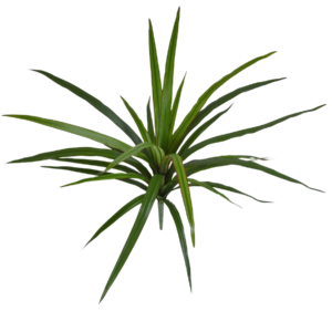 Draceana Marginata Kunstplant 40cm
