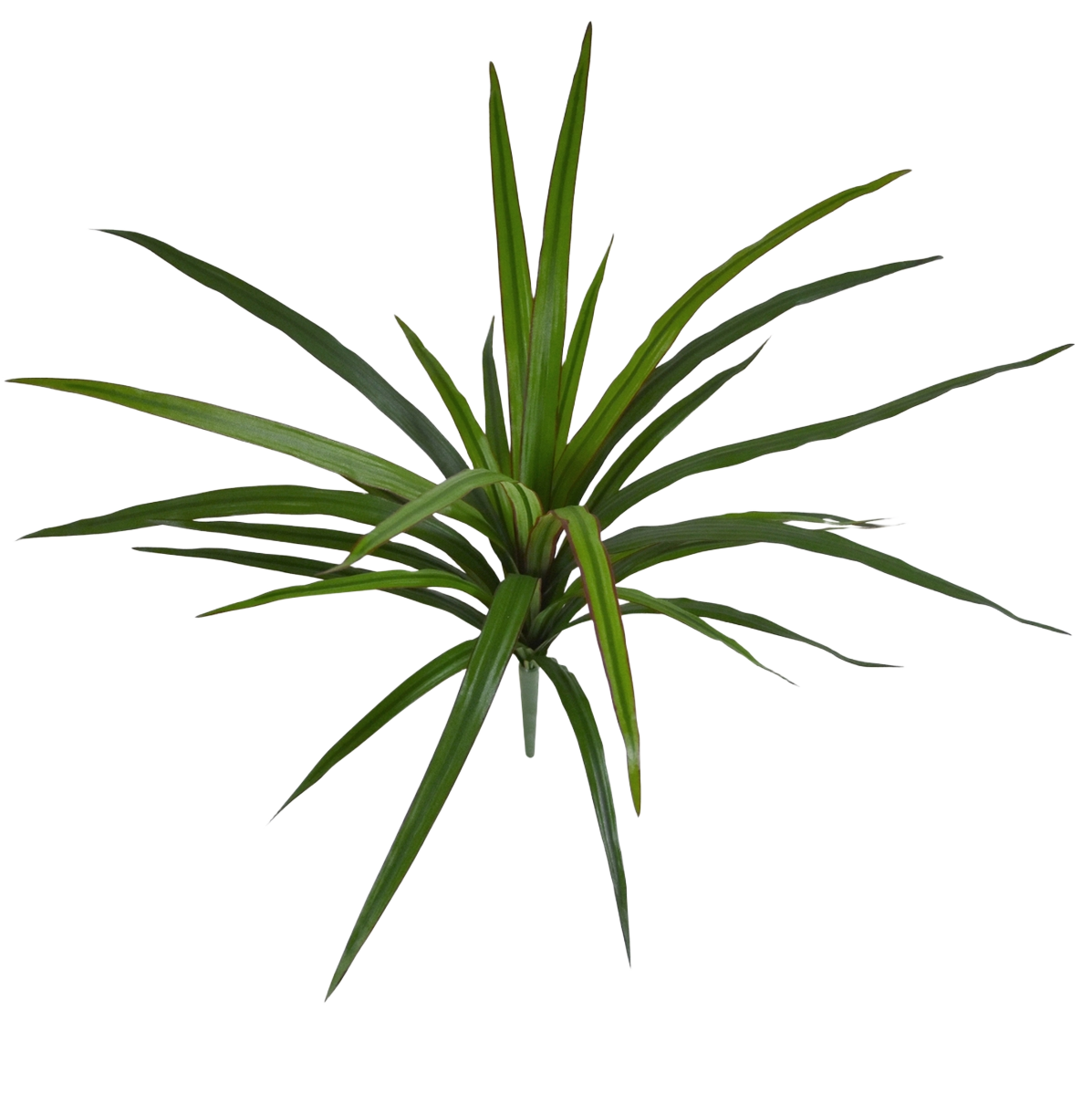 Draceana Marginata Kunstplant 40cm 1 Draceana Marginata Kunstplant 40cm