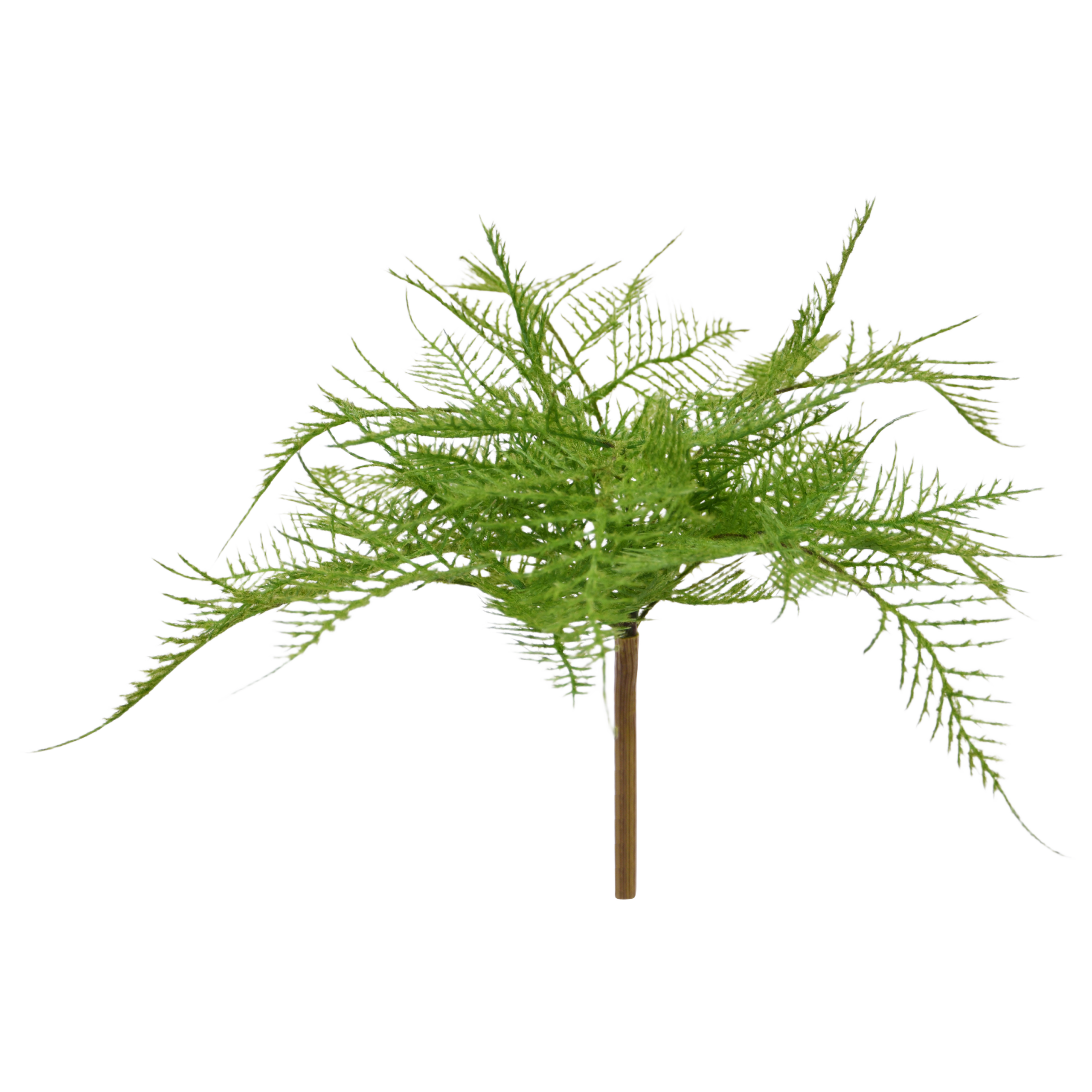 Asparagus Varen Kunstplant 30cm 1 Asparagus Varen Kunstplant 30cm