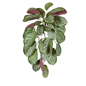 Calathea red Roseopicta kunst hangplant 70cm