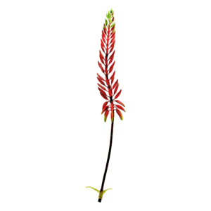 Agave Kunsttak 80cm Oranje