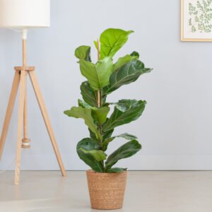 Ficus Lyrata - Vioolbladplant - P21