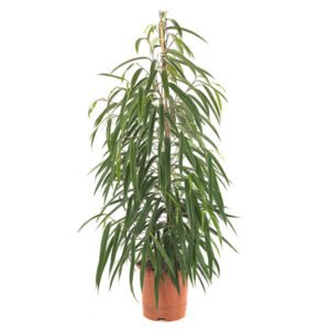 Ficus Alii (binnendijkii) - P 21 cm