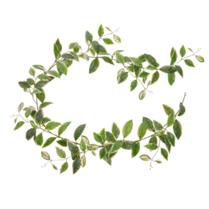Hoya Carnosa Kunst Guirlande 180cm bont