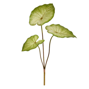 Caladium Aaron Kunstplant 60cm