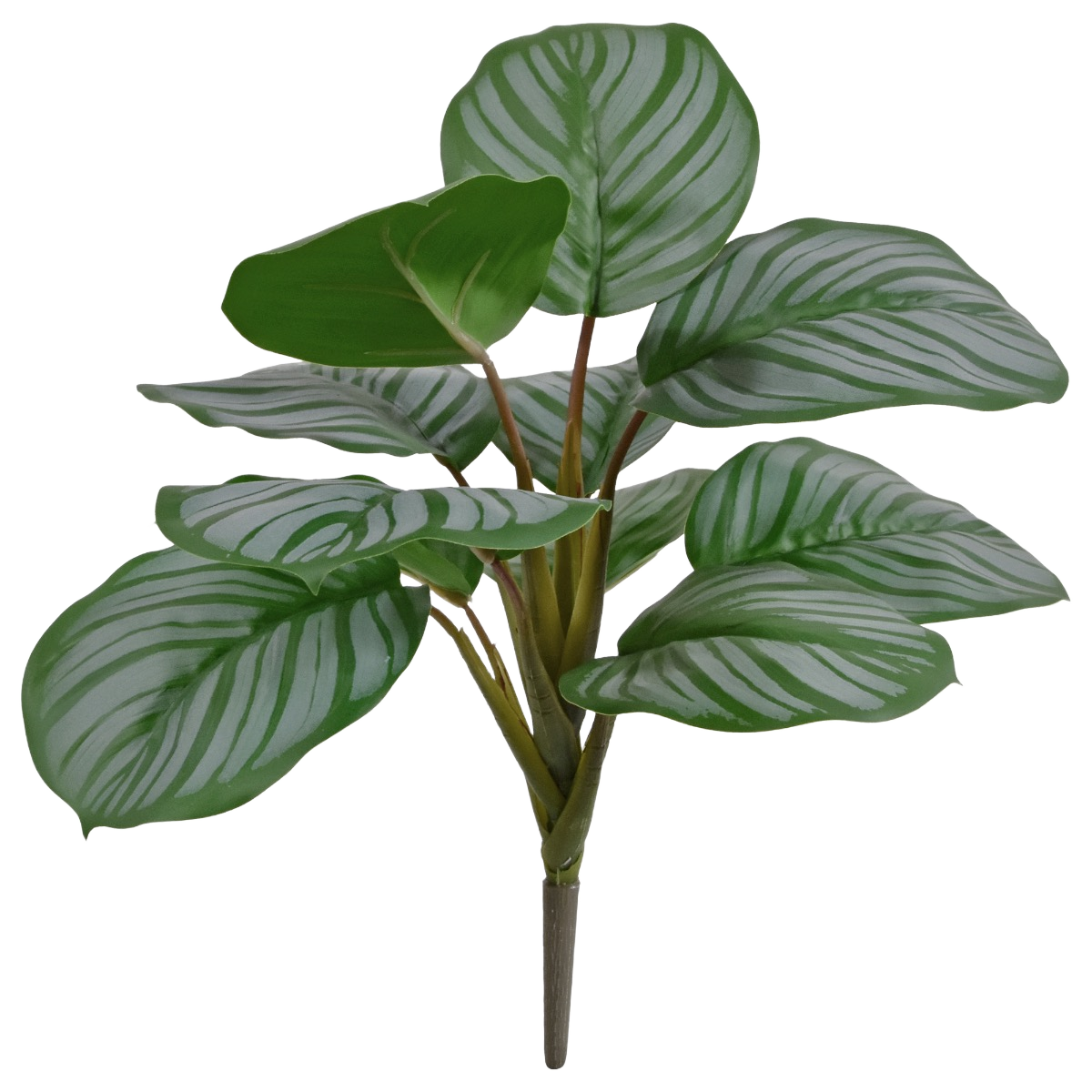 Calathea Orbifolia kunstplant 30cm - groen/grijs 1 Calathea Orbifolia kunstplant 30cm - groen/grijs