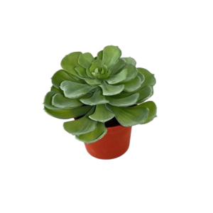 Echeveria kunst vetplant 16cm