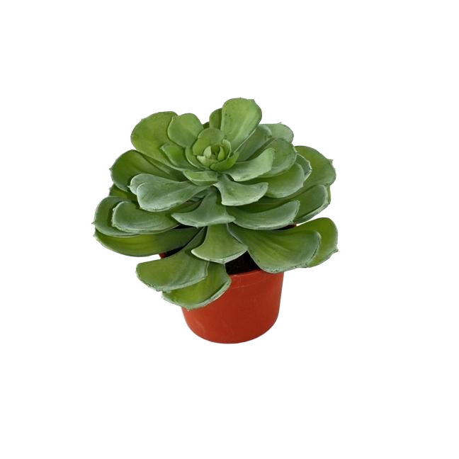 Echeveria kunst vetplant 16cm 1 Echeveria kunst vetplant 16cm