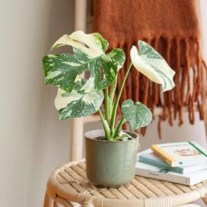 Monstera Thai Constellation - P12