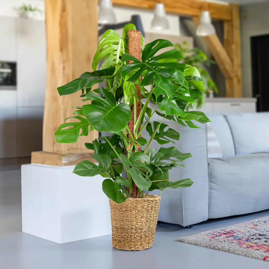 Gatenplant (Monstera Deliciosa) - P24 1 Gatenplant (Monstera Deliciosa) - P24