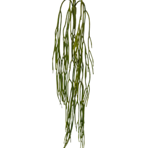 Rhipsalis Pilocarpa kunsthanger 65cm