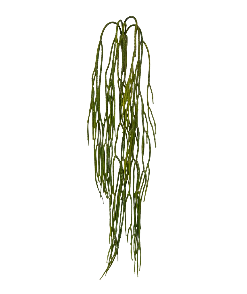Rhipsalis Pilocarpa kunsthanger 65cm 1 Rhipsalis Pilocarpa kunsthanger 65cm