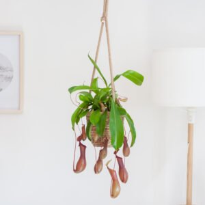 Nepenthes Alata - Bekerplant - P14
