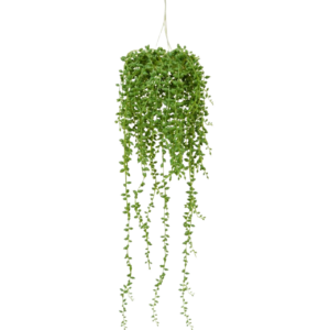 Senecio kunst hangplant 60cm