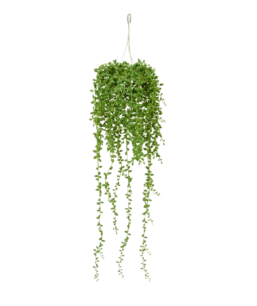 Senecio kunst hangplant 60cm 1 Senecio kunst hangplant 60cm