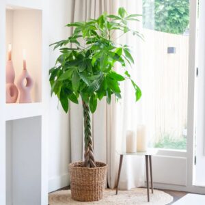 Pachira Aquatica - Geldboom plant - P24
