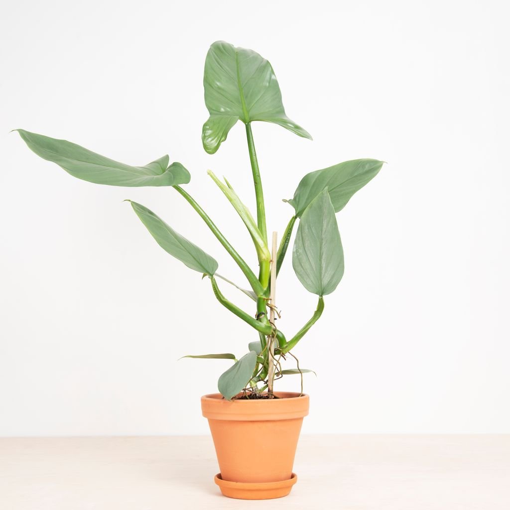 Philodendron Hastatum Silver Sword 1 Philodendron Hastatum Silver Sword