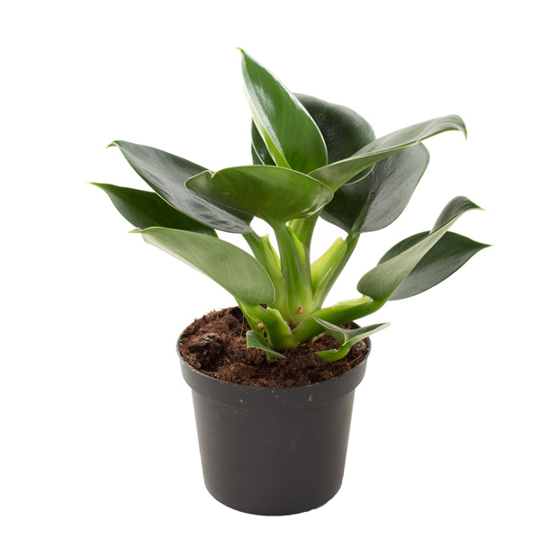 Philodendron Green Princess - P12 1 Philodendron Green Princess - P12