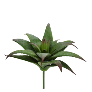 Haworthia kunst vetplant