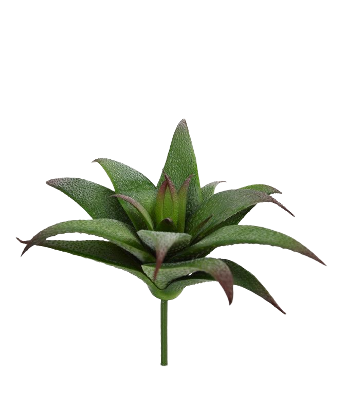 Haworthia kunst vetplant 1 Haworthia kunst vetplant