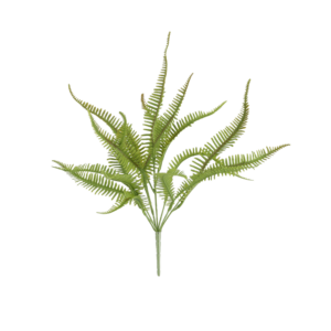Sticherus Lobatus Kunst Varen 35cm