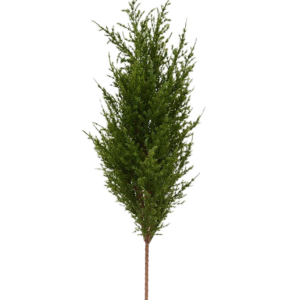 Conifeer boeket 56 cm