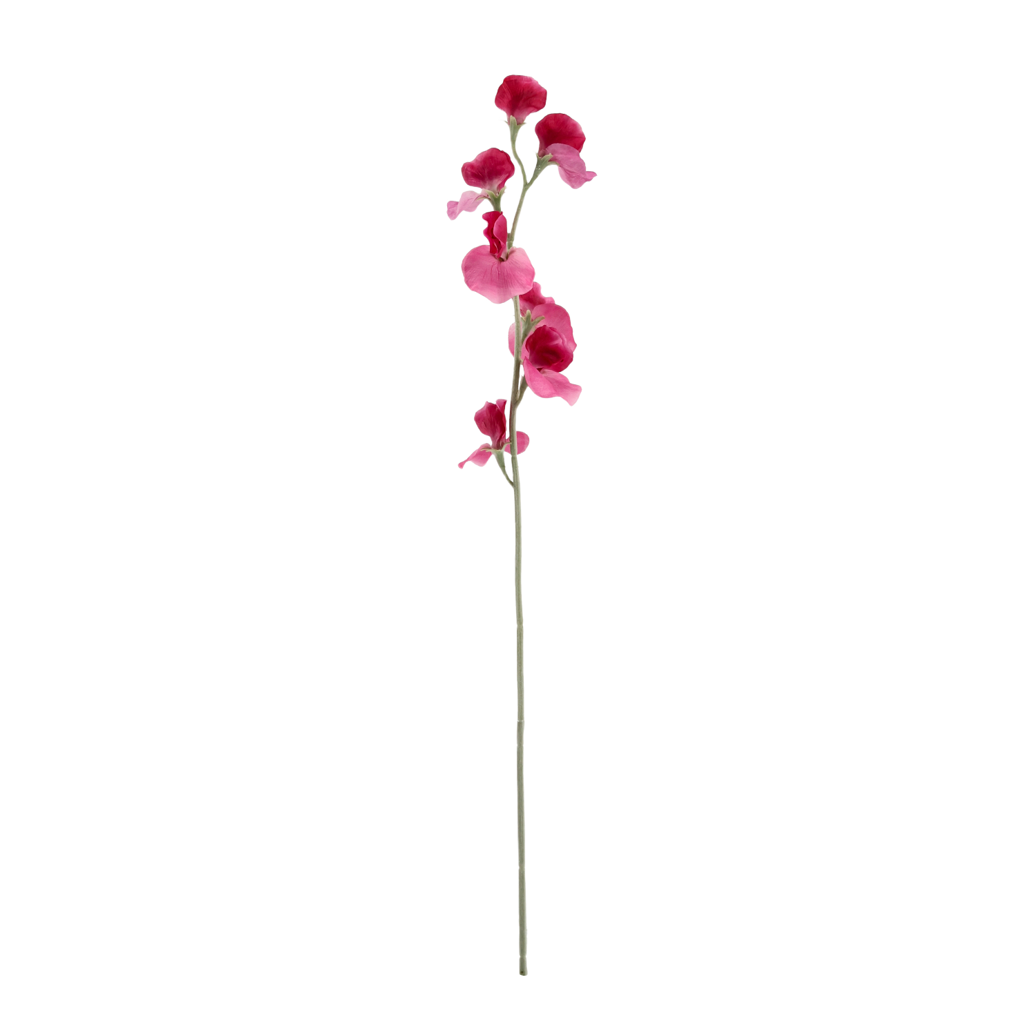 Lathyrus Kunsttak 64cm Cerise 1 Lathyrus Kunsttak 64cm Cerise