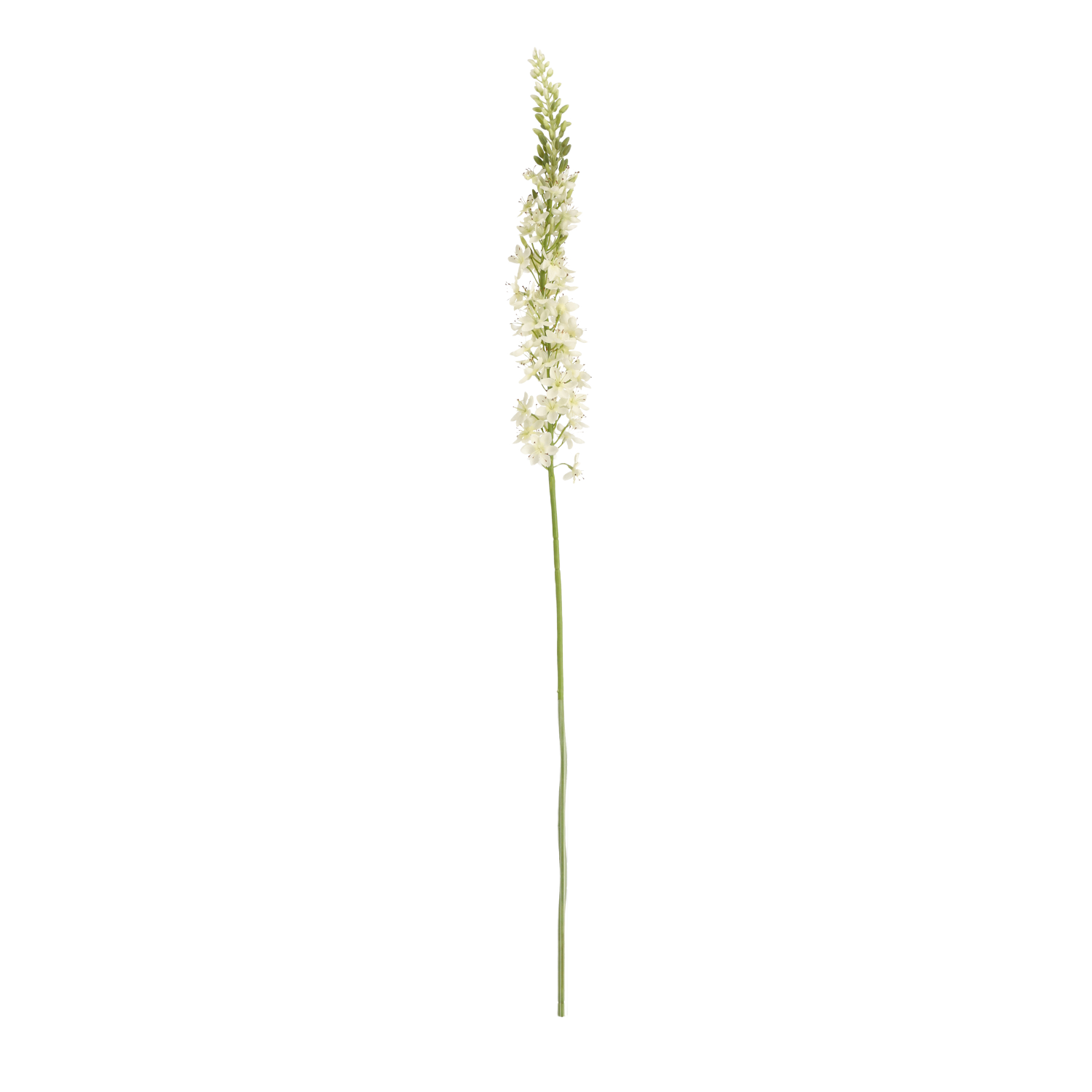 Eremurus Kunsttak 110cm Creme 1 Eremurus Kunsttak 110cm Creme