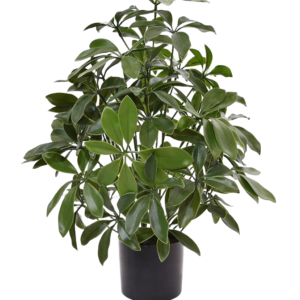 Schefflera kunstplant 50cm - UV bestendig