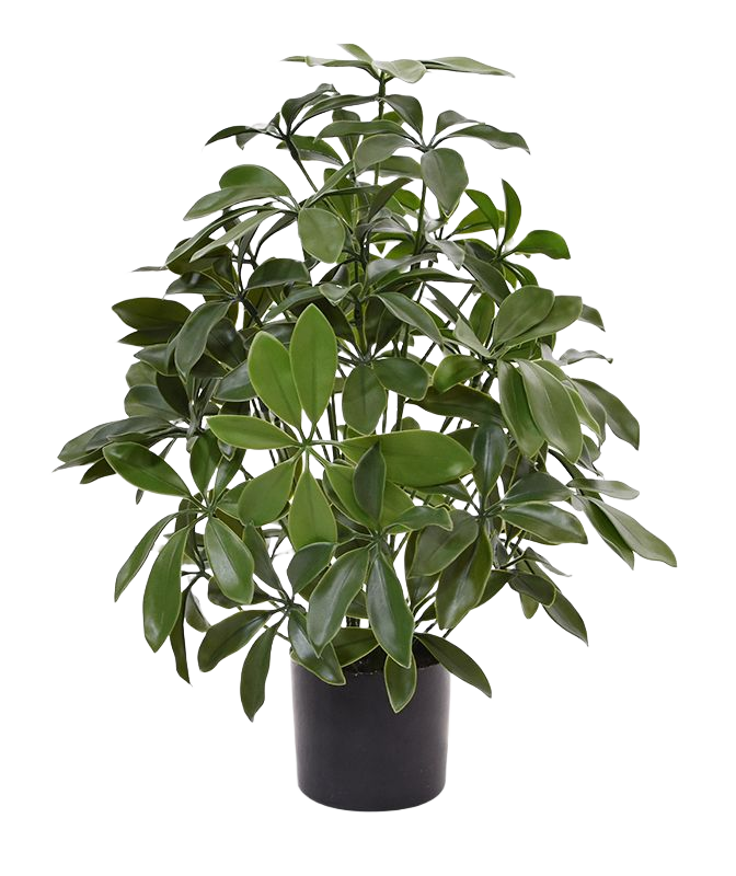 Schefflera kunstplant 50cm - UV bestendig 1 Schefflera kunstplant 50cm - UV bestendig