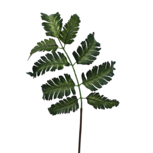 Pteris Varen blad 50 cm