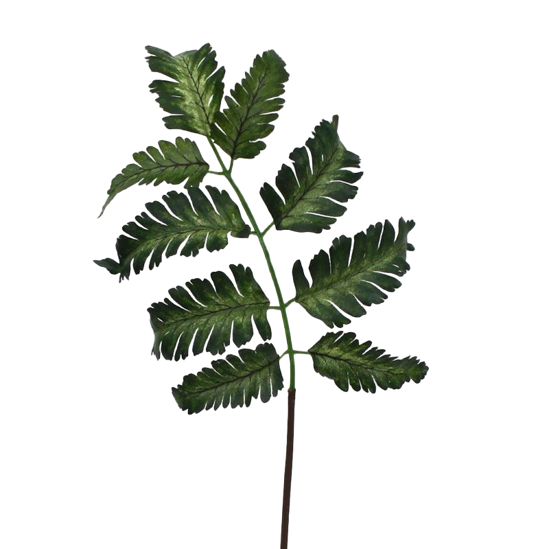 Pteris Varen blad 50 cm 1 Pteris Varen blad 50 cm