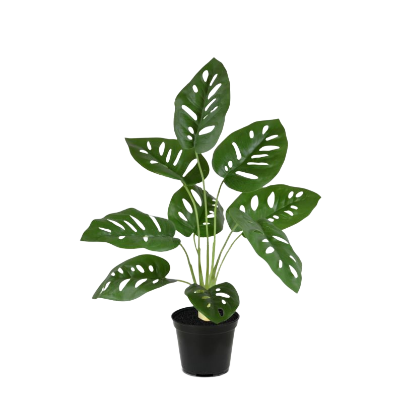 Monstera Adonsonii kunstplant 40cm in pot 1 Monstera Adonsonii kunstplant 40cm in pot