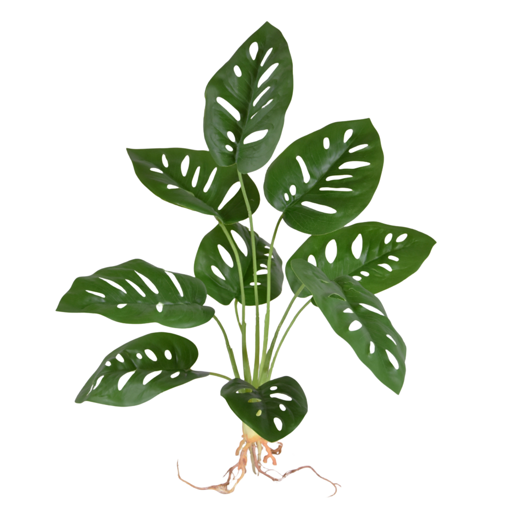 Monstera Adonsonii kunstplant 40cm 1 Monstera Adonsonii kunstplant 40cm