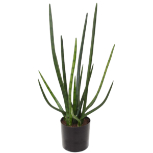 Sanseveria Cylindrica kunstplant 75cm - groen