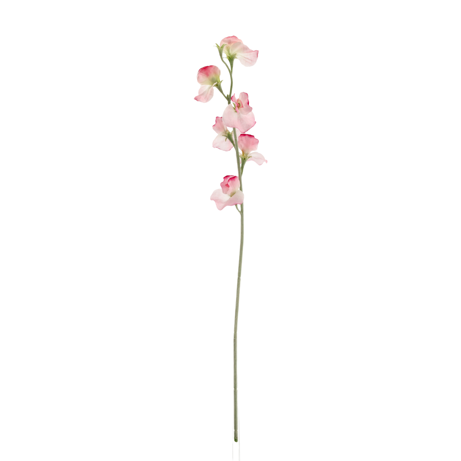 Lathyrus Kunsttak 64cm Roze 1 Lathyrus Kunsttak 64cm Roze