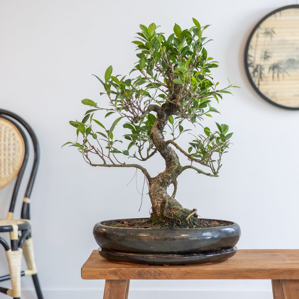 Bonsai Ficus Retusa met keramieken schaal - P40 1 Bonsai Ficus Retusa met keramieken schaal - P40