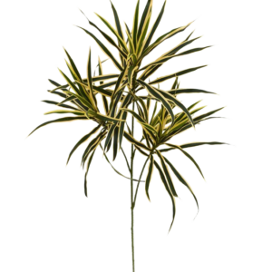Draceana kunsttak 80cm - bont
