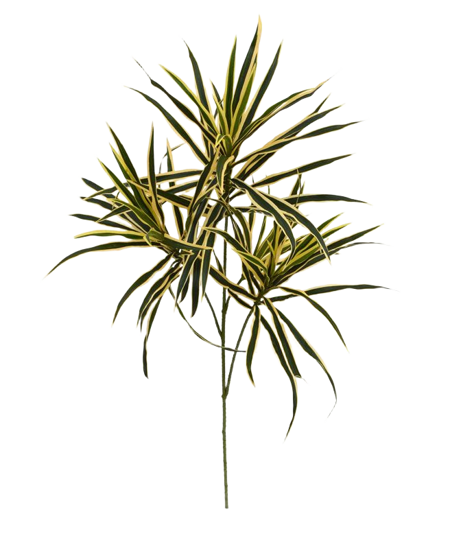 Draceana kunsttak 80cm - bont 1 Draceana kunsttak 80cm - bont