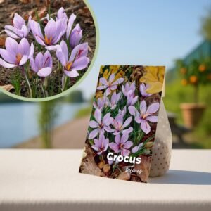 Saffraankrokus bollen mix - 40 stuks